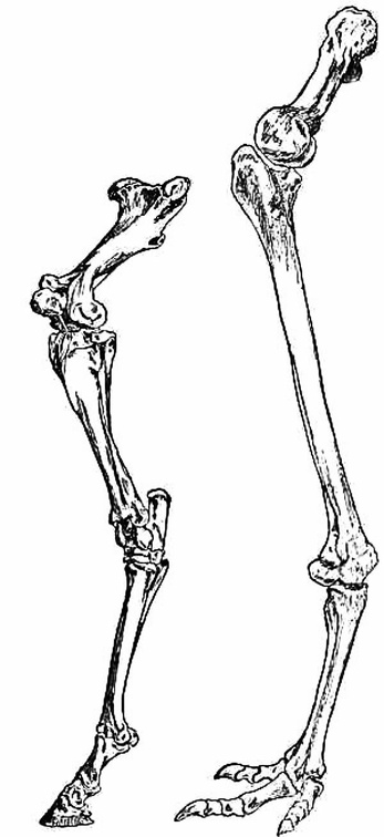 Leg of a Horse Compared with that of the Giant Moa.jpg
