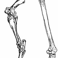 Leg of a Horse Compared with that of the Giant Moa