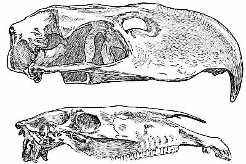 Skull of Phororhacos Compared with that of the Race-horse Lexington.jpg