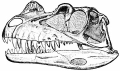 Skull of Ceratosaurus