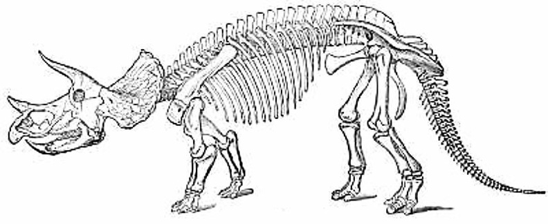 Skeleton of Triceratops.jpg