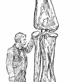A Hind Leg of the Great Brontosaurus, the Largest of the Dinosaurs