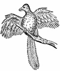 Archæopteryx