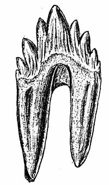 A Tooth of Zeuglodon, One of the 'Yoke Teeth,' from which it derives the name.jpg