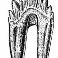 A Tooth of Zeuglodon, One of the 'Yoke Teeth,' from which it derives the name