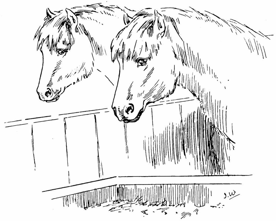 Two horses looking at their food.jpg
