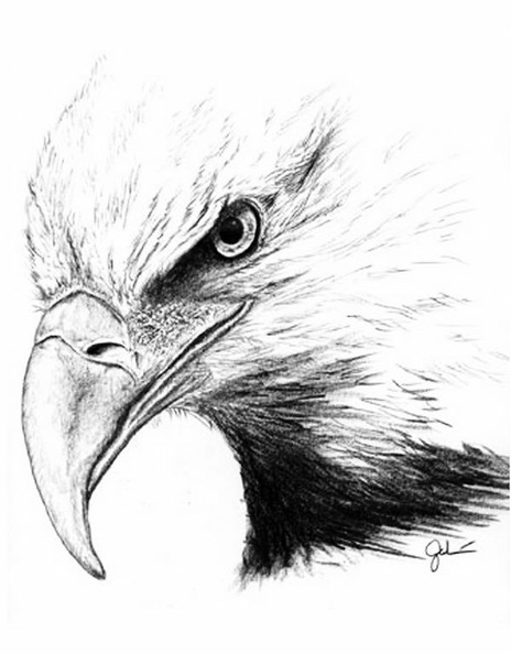 Eagle Head.jpg