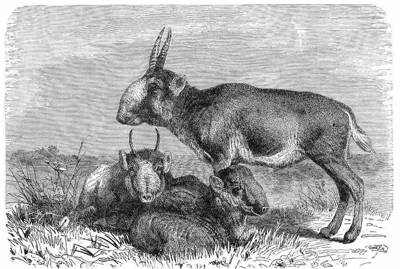 The Saiga-Antelope (Saiga tartarica).jpg
