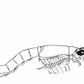 Mysis relicta, a small shrimp-like Crustacean