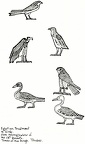 Egyptian treatment of birds. from hieroglyphics of the 18th Dynasty