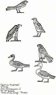 Egyptian treatment of birds. from hieroglyphics of the 18th Dynasty