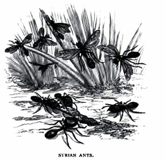 Syrian Ants