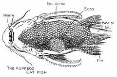 The Aspredo Cat fish