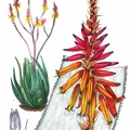 Aloe Pienaarii