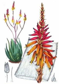 Aloe Pienaarii