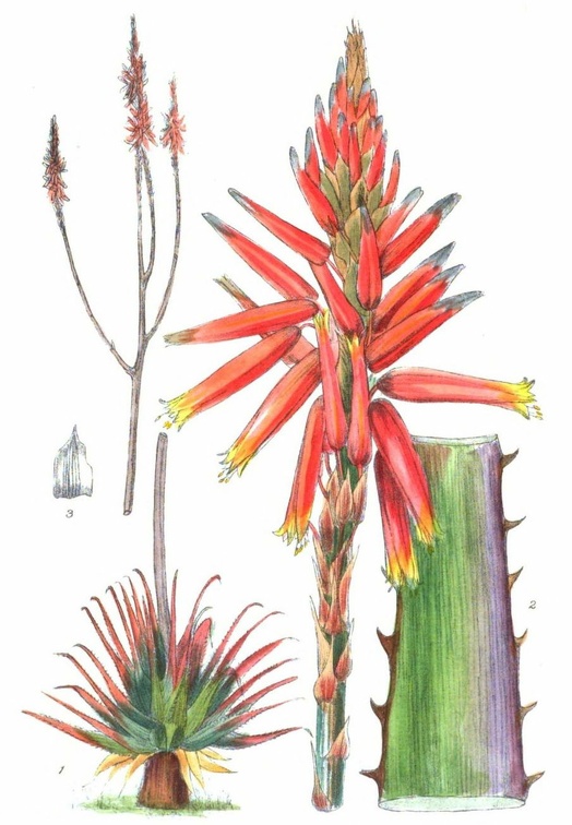 Aloe pretoriensis.jpg