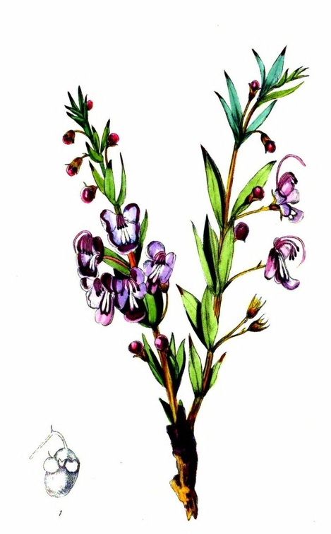 Clerodendron triphyllum.jpg