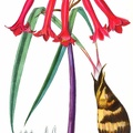 Cyrtanthus Angustifolius