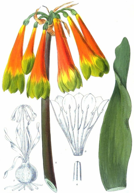 Cyrtanthus obliquus.jpg