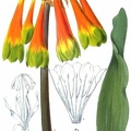 Cyrtanthus obliquus