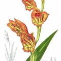 Gladiolus psittacinus