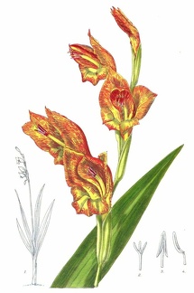 Gladiolus psittacinus