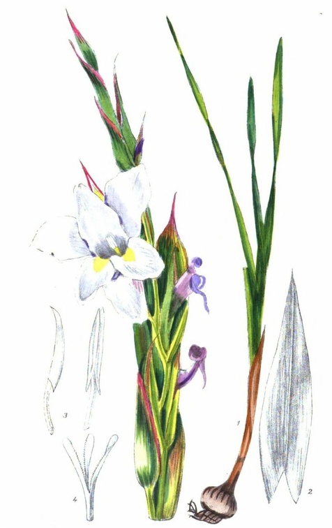 Gladiolus Rehmanni