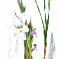 Gladiolus Rehmanni