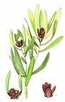 Leucadendron Stokoei