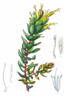 Mimetes palustris