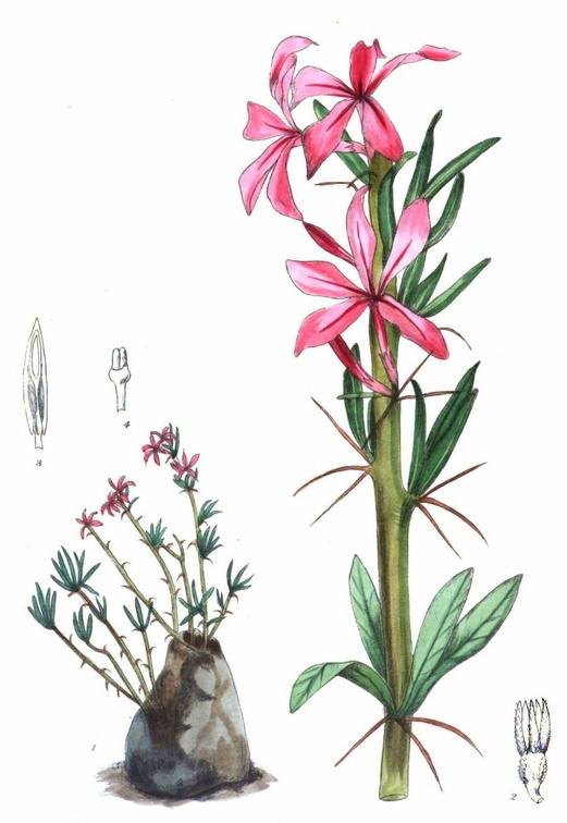 Pachypodium succulentum.jpg