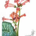 Streptocarpus Dunnii