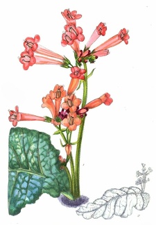 Streptocarpus Dunnii