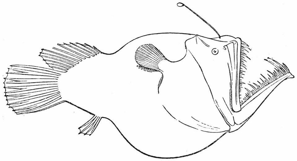 Melanocetus Murrayi, 1,850–2,450 fathoms.jpg
