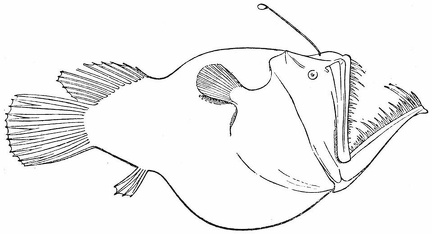 Melanocetus Murrayi, 1,850–2,450 fathoms