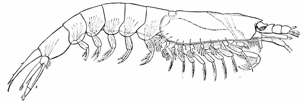 Bentheuphausia amblyops, from 1,000 fathoms.jpg