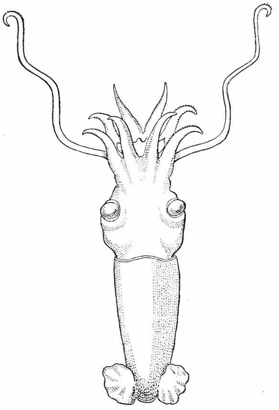 Bathyteuthis abyssicola.jpg
