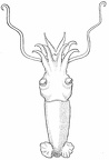 Bathyteuthis abyssicola