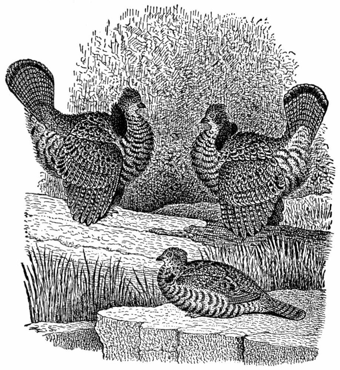 Ruffed Grouse in Spring-time