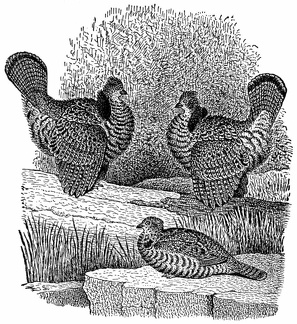 Ruffed Grouse in Spring-time