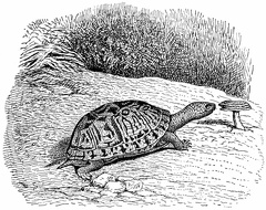 Common Box Tortoise