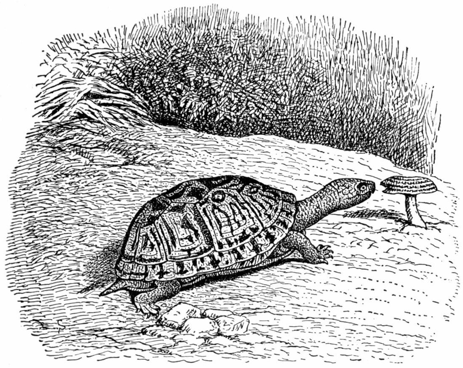 Common Box Tortoise.jpg