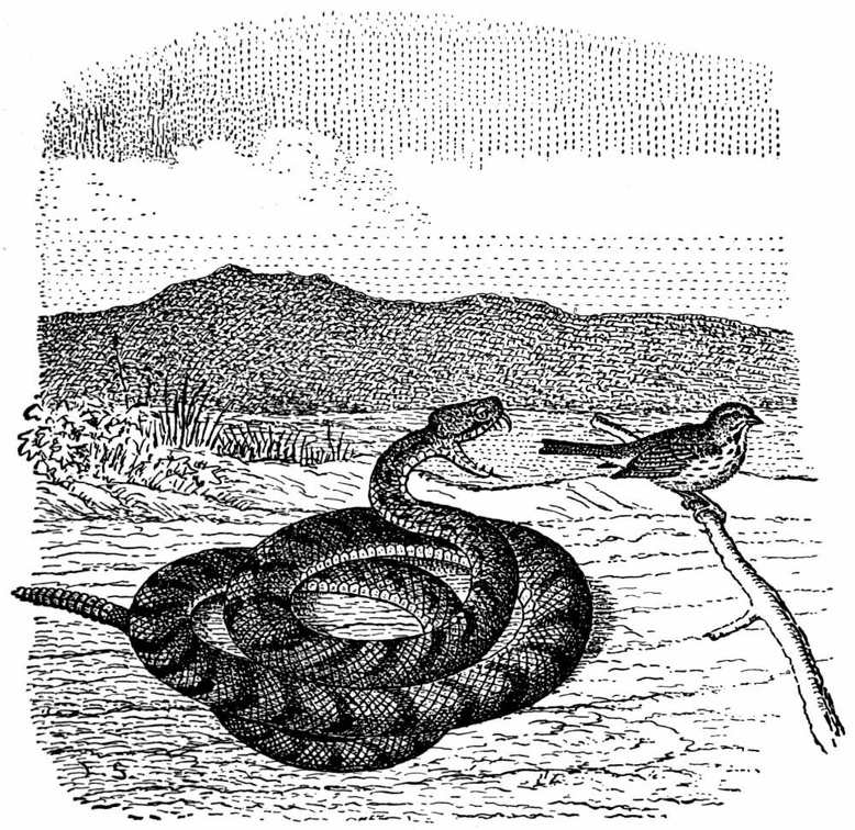 Northern Rattlesnake