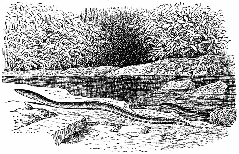 Common American eel.jpg