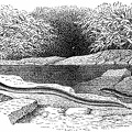Common American eel