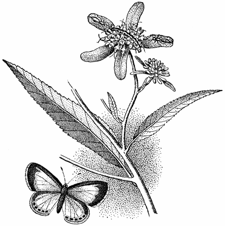 Neglecta Butterfly.jpg