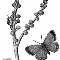 Pseudargiolus Butterfly