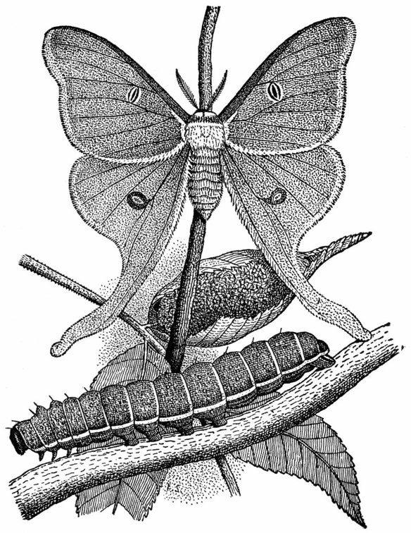 American Luna Moth.jpg