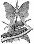 American Luna Moth
