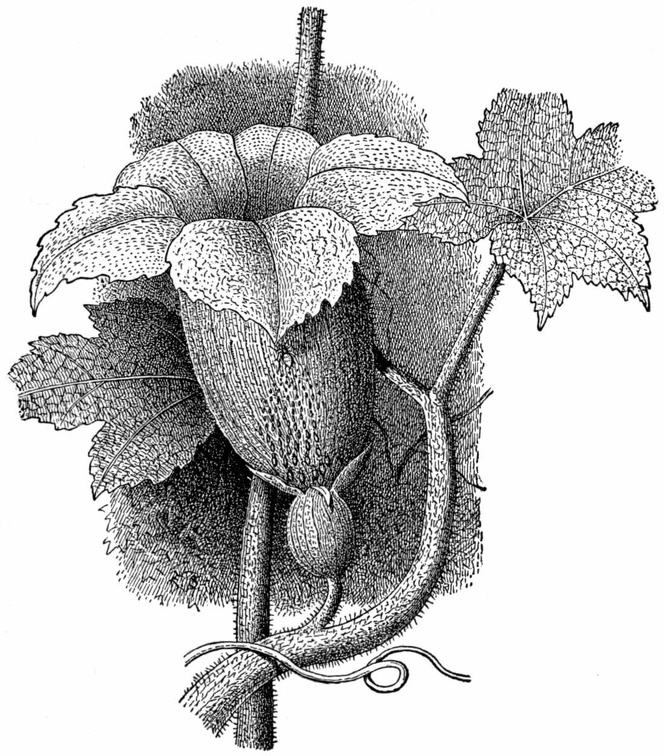 Blossom of Cucurbita